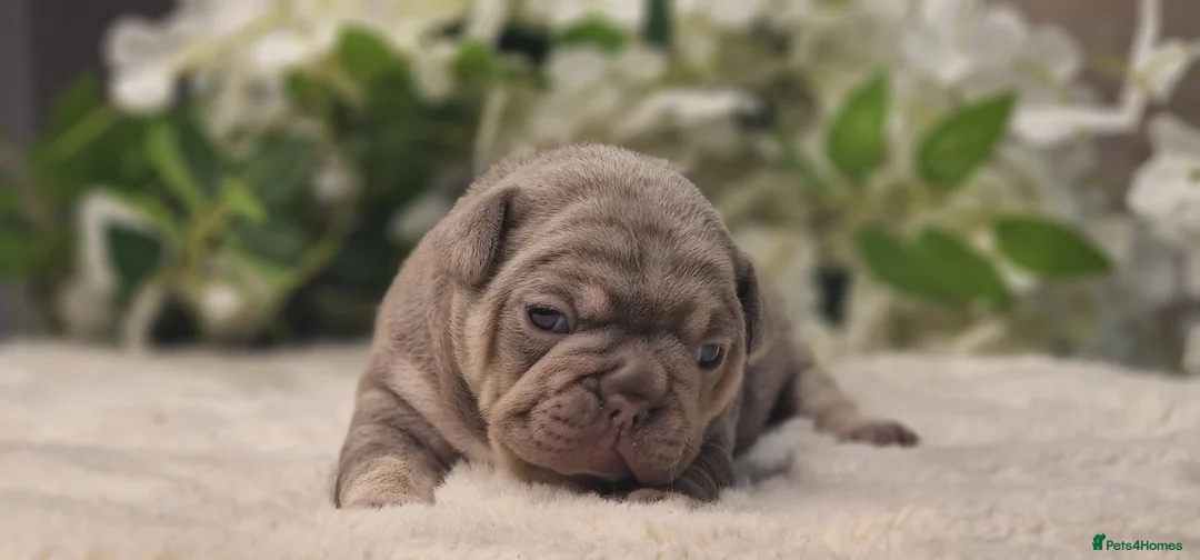 French Bulldog dogs for sale: 💥👀 NEW SHADE ISABELLA, MERLE TRI LILAC   - Advert 18