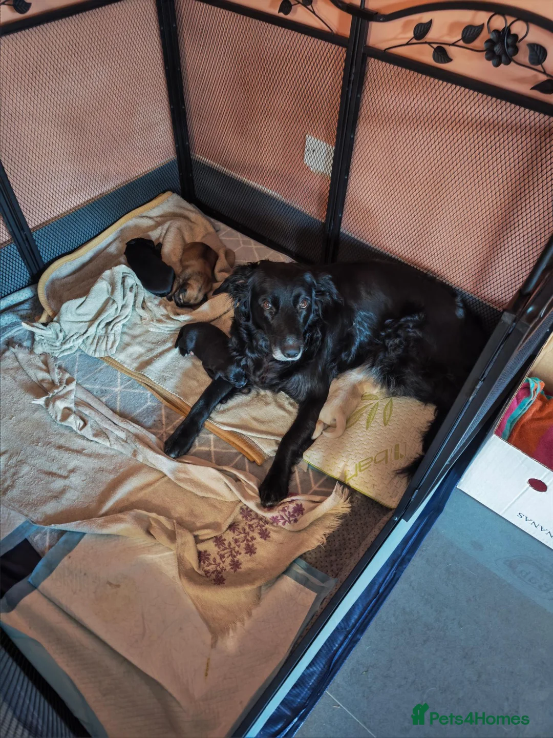 Mixed Breed dogs for sale: Adorable Puppy Looking for a Loving Forever Home  - Advert 3