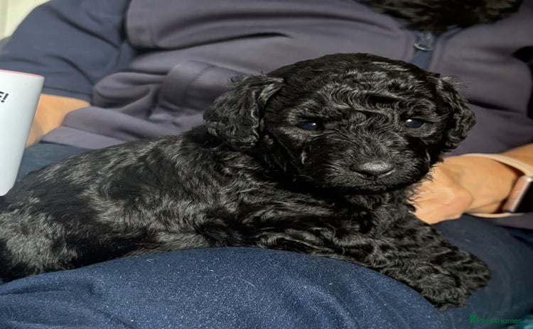 Miniature Poodle dogs - Advert 7