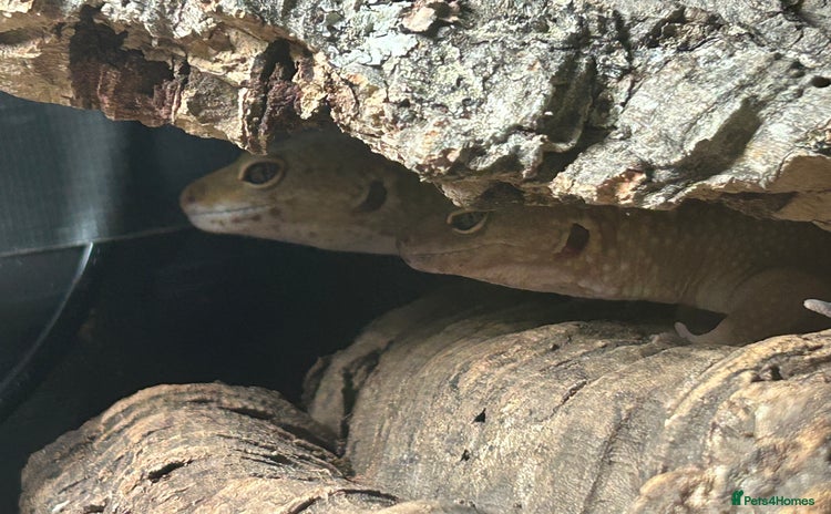 Leopard Gecko reptiles 2 leopard geckos with setup, 1f 1m - Advert 1