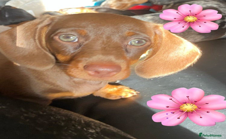 Miniature Dachshund dogs - Advert 14