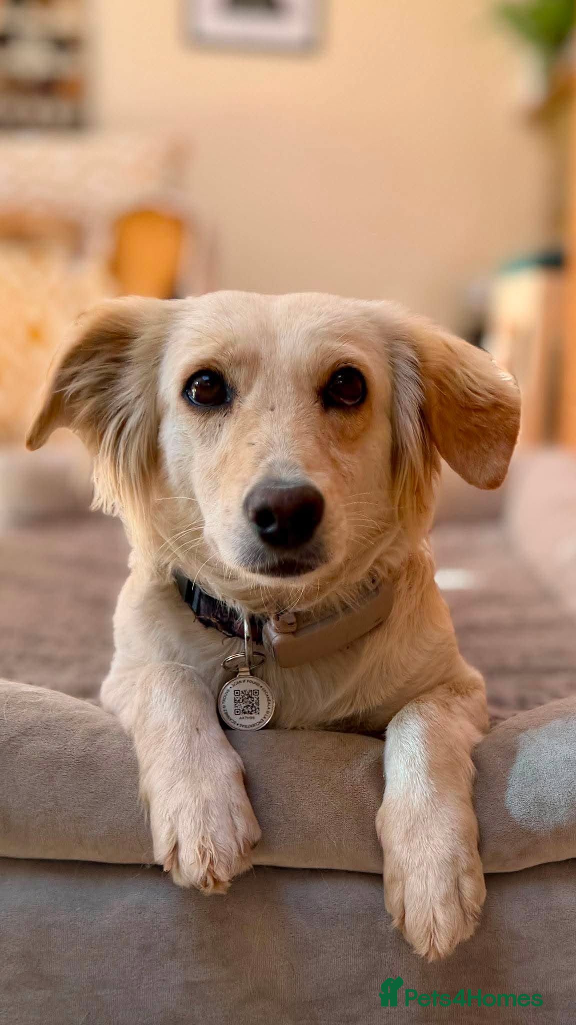 Mixed Breed dogs 🌸 Sweet Hattie – looking for her forever home - Advert 17