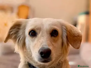 Mixed Breed dogs 🌸 Sweet Hattie – looking for her forever home - Advert 12