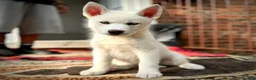 Siberian Husky dogs for sale: Beautiful puppies  - Advert 21
