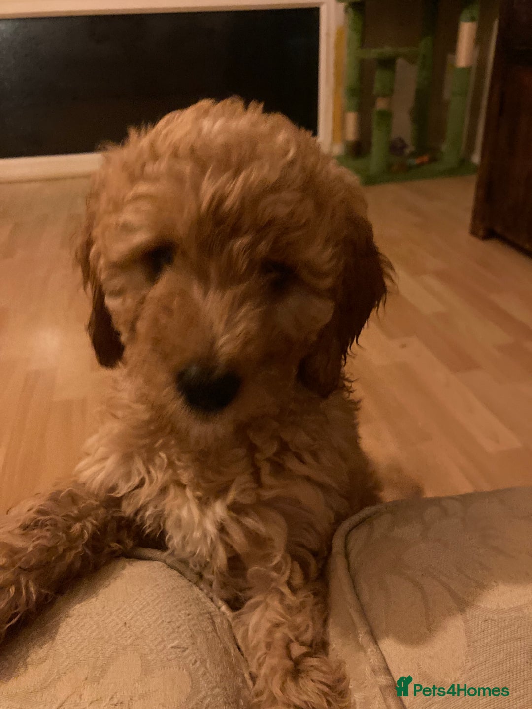 Labradoodle dogs for sale: Last two! Beautiful F3b Labradoodle Puppies - Image 34