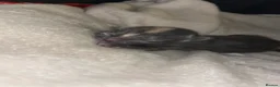 Mixed Breed cats for sale: 4 half Maine Coon kittens  - Advert 29