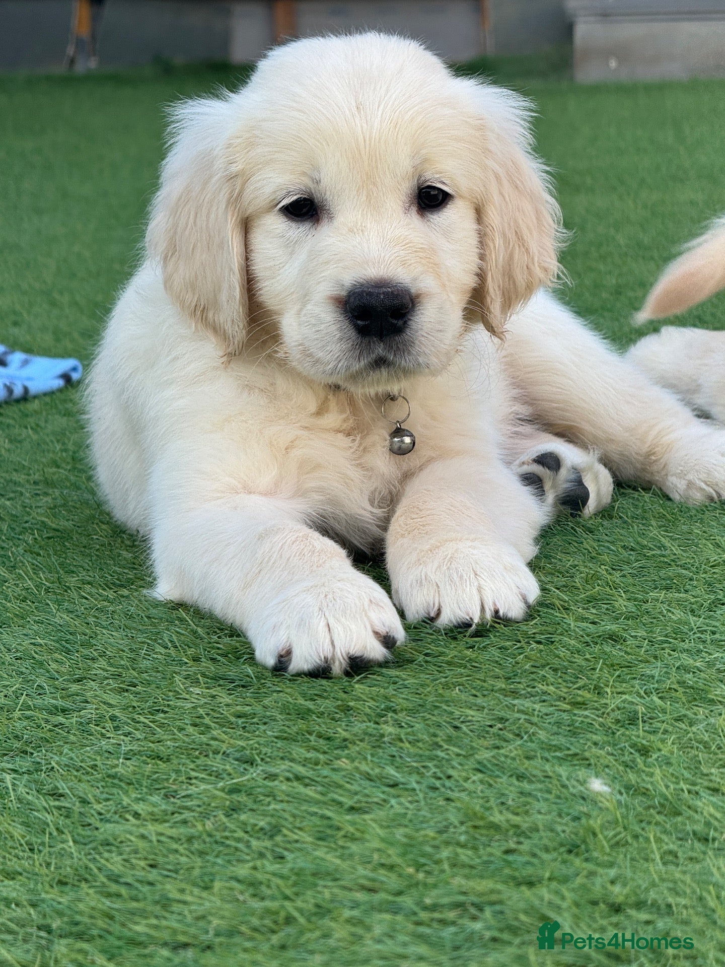 Golden Retriever dogs ‼️Ready to leave now‼️KC RegisteredGoldenRetriever - Advert 1