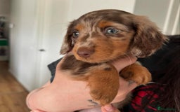 Miniature Dachshund dogs for sale: Miniature Dachshund puppies! - Image 8