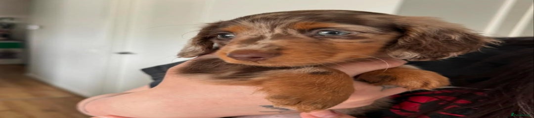 Miniature Dachshund Puppy 5