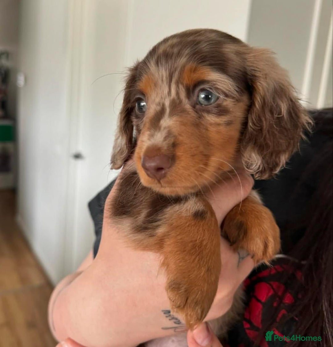 Miniature Dachshund dogs for sale: Miniature Dachshund puppies! - Image 8