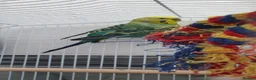 Budgerigars birds for sale: Budies for sale in Northampton - Advert 6