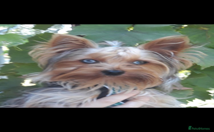 Yorkshire Terrier dogs - Advert 4