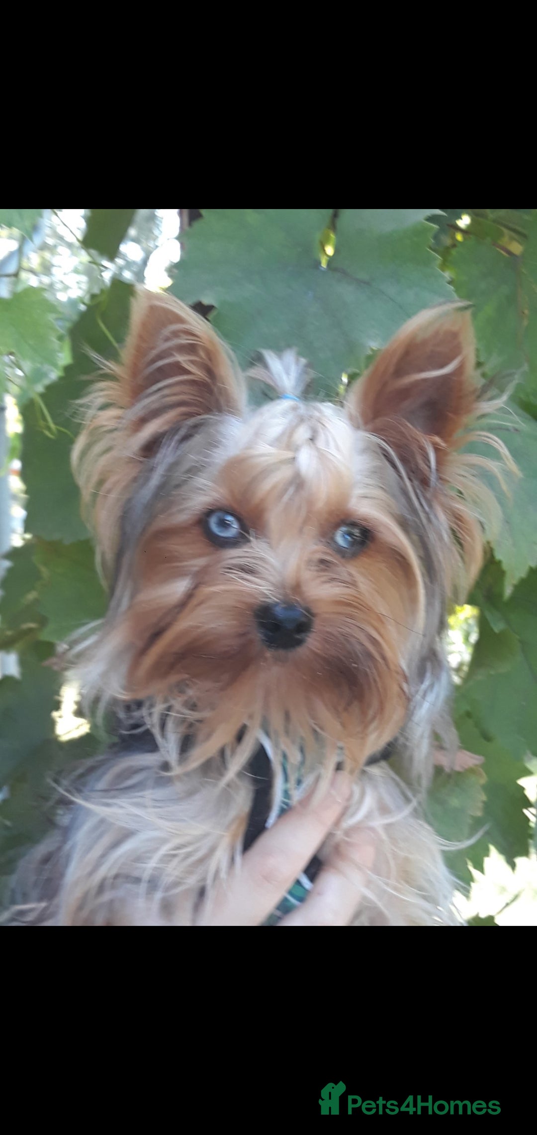 Yorkshire Terrier dogs for stud: Mini Yorkshire terrier for stud. - Image 1