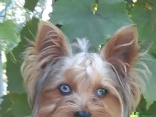 Yorkshire Terrier dogs Mini Yorkshire terrier for stud. - Advert 5