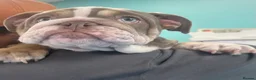 English Bulldog dogs for sale: Gorgeous Lilac English Bulldog Puppy - Advert 9