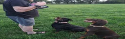 Dobermann dogs for sale: Rotterman Litter due November 9th  in Chorley - Advert 1