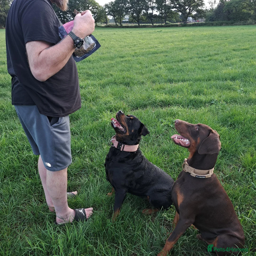 Dobermann dogs for sale: Rotterman Litter due November 9th  in Chorley - Advert 1