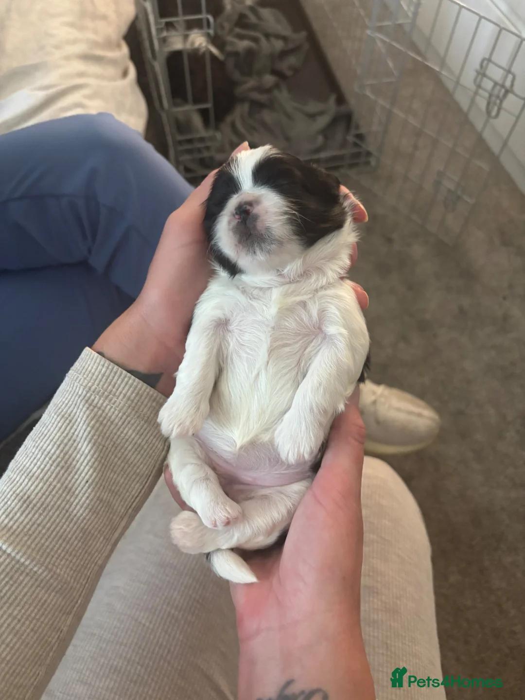 Shih Tzu dogs for sale: Female Shih Tzu pup - Advert 5