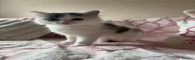 Ragdoll 4