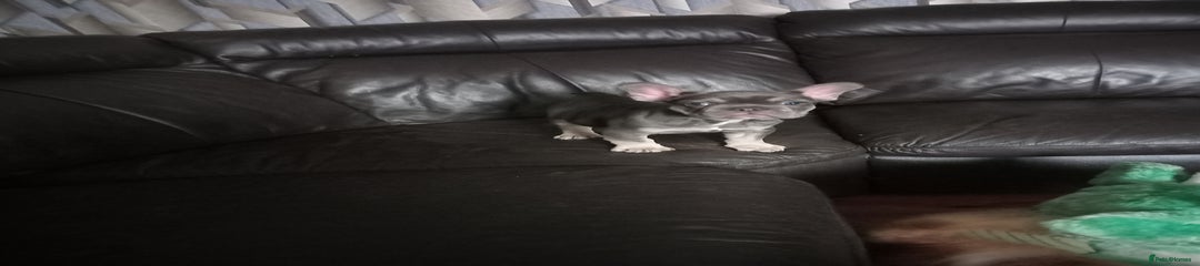 French Bulldog Puppy 1