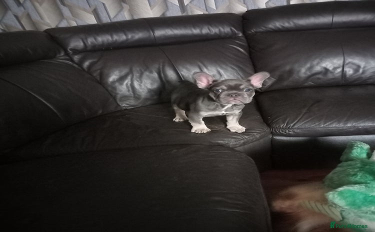 French Bulldog dogs - Advert 5