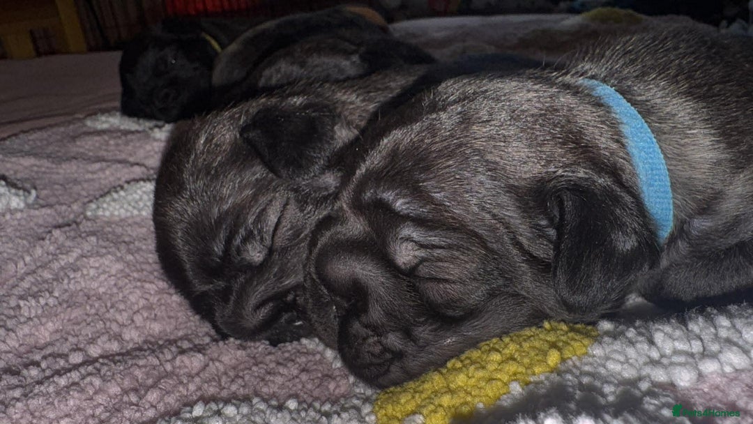 French Bulldog dogs for sale: Beautiful fluffy/wirehair frenchie pups  - Advert 6