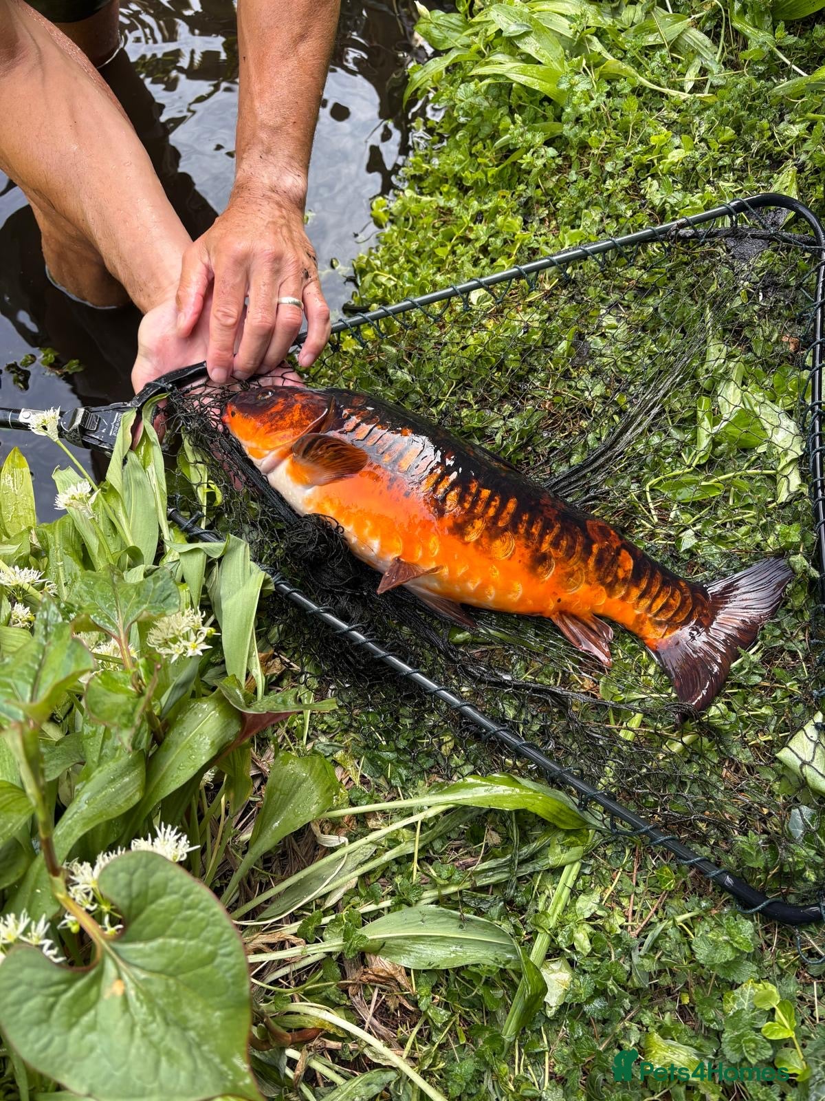 Koi Carp fish Carp and Golden Rudd - various  - Advert 9