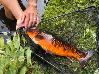 Koi Carp fish Carp and Golden Rudd - various - Advert 2