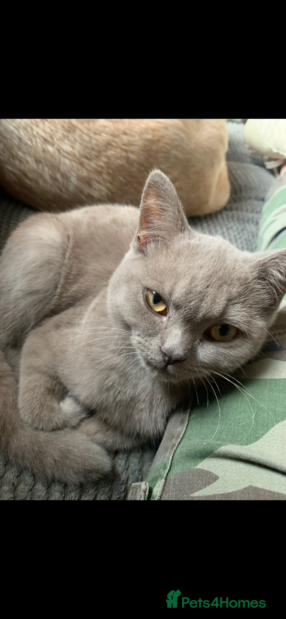 British Shorthair cats 3 year old lilac British shorthair - Advert 2