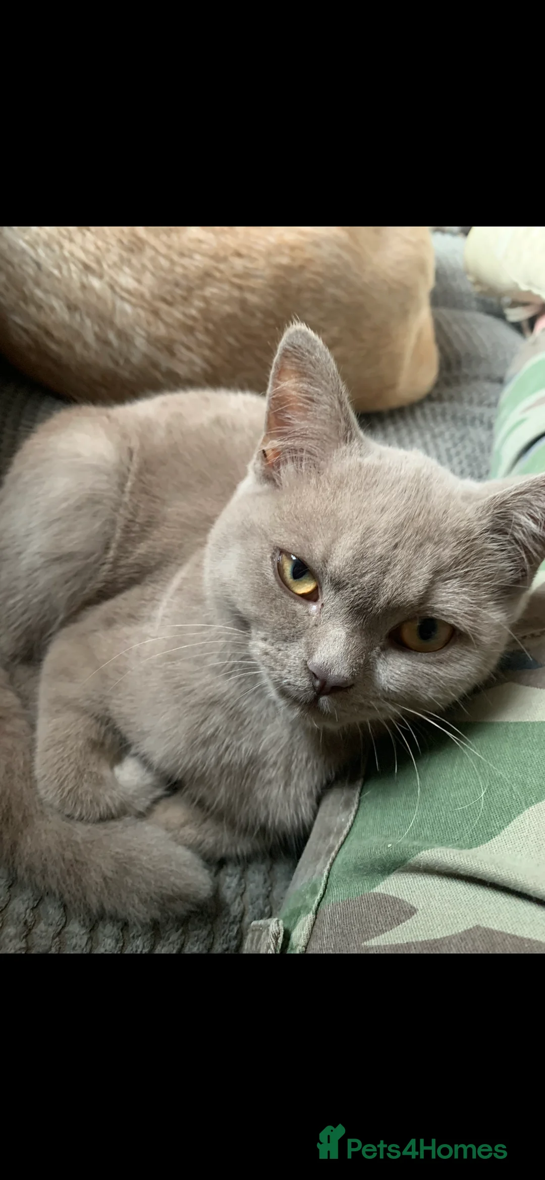 British Shorthair cats for sale: 3 year old lilac British shorthair - Advert 1