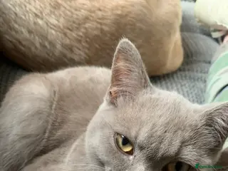 British Shorthair cats 3 year old lilac British shorthair - Advert 4