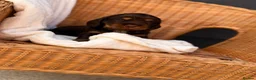 Cocker Spaniel dogs for sale: Show type cocker spaniels  - Advert 16