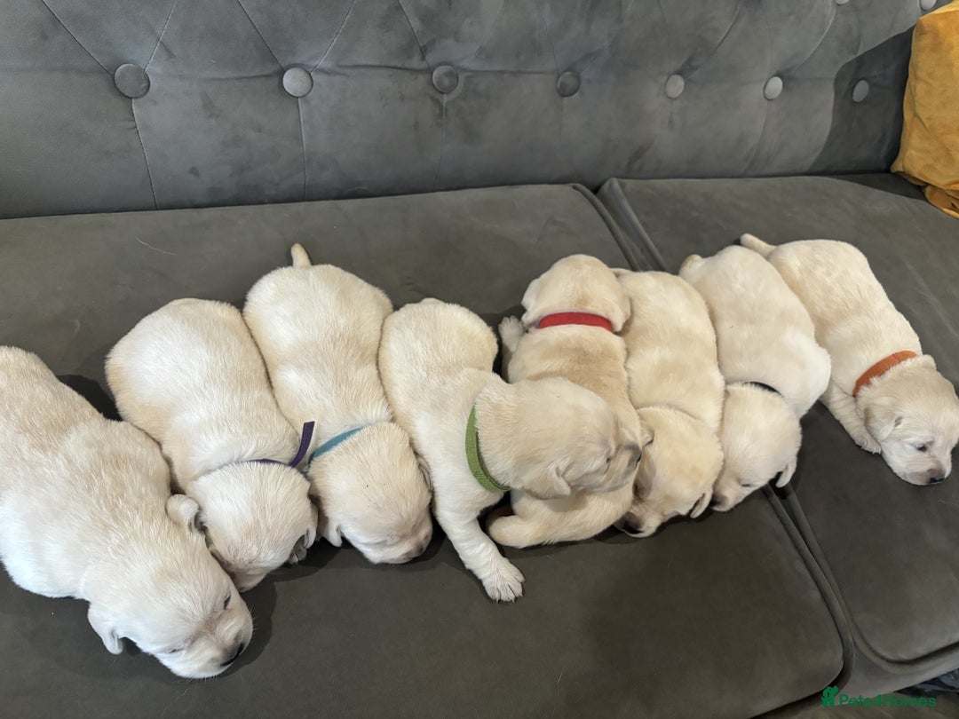 Labrador Retriever dogs for sale: New Litter of Labradors - Ready for Training  - Advert 4