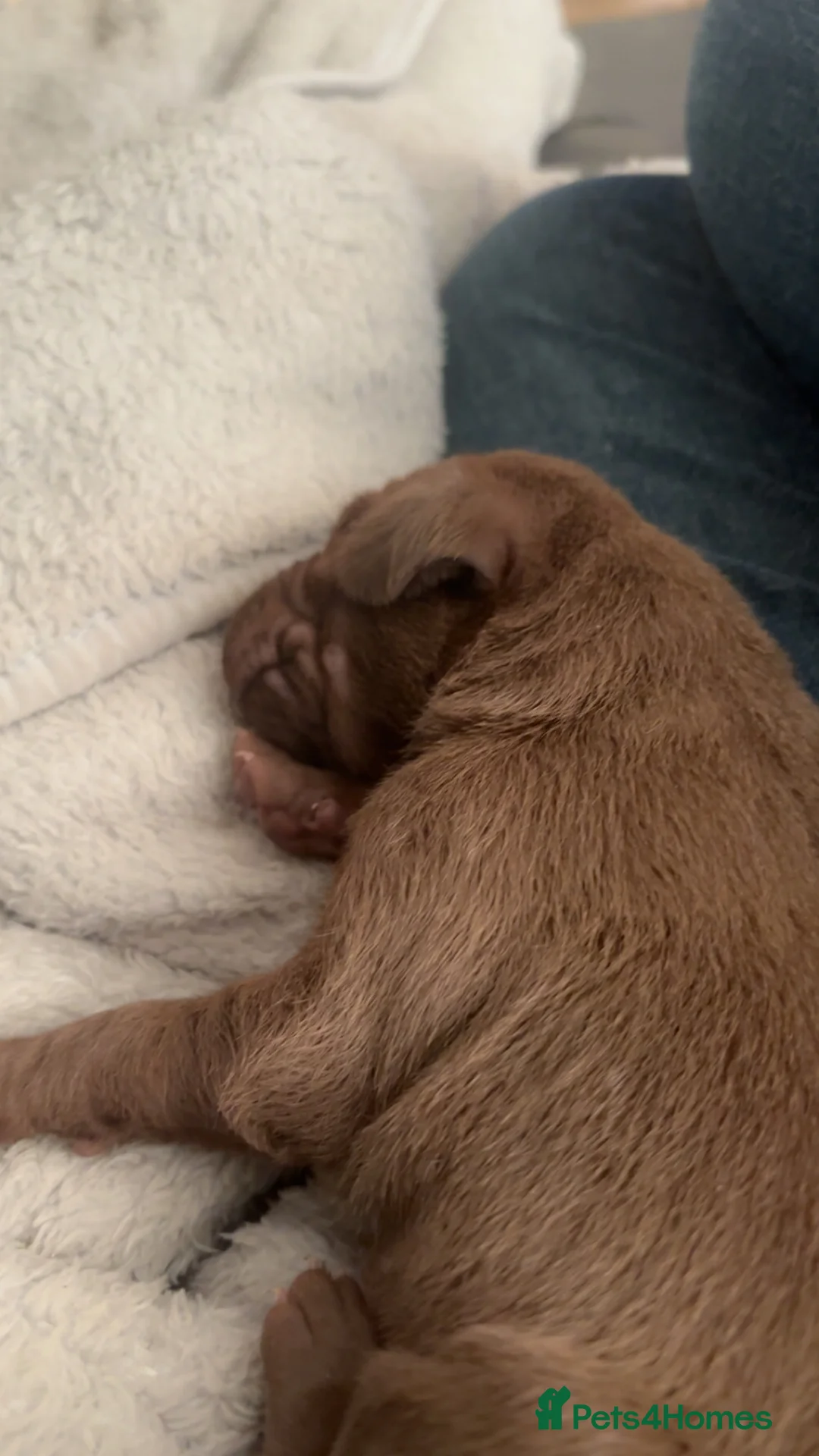 Mixed Breed dogs for sale: Weimaraner/ lab pups ready to go  - Advert 7