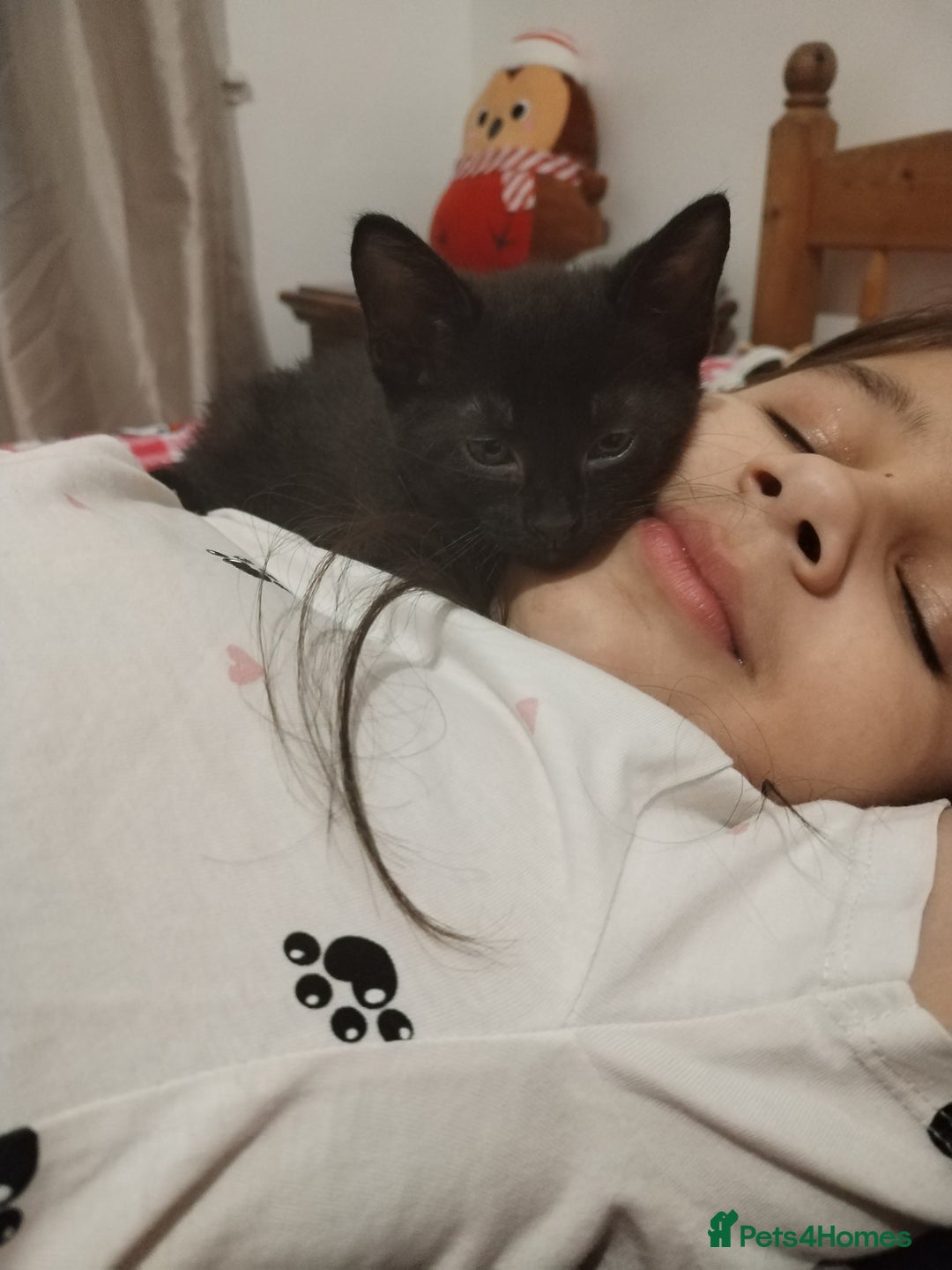 Mixed Breed cats for sale: Adorable Kittens Looking for Their Forever Homes - Advert 8