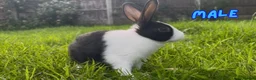 Dutch rabbits for sale: Cute Dutch Bunnies, Mixed Gender! :) in Blackburn - Advert 3
