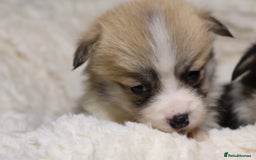 Welsh Corgi Pembroke dogs for sale: Naturally bobbed unique babies - Image 16