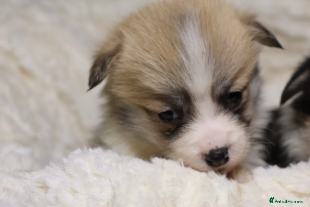 Welsh Corgi Pembroke dogs for sale: Naturally bobbed unique babies - Image 16