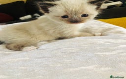Ragdoll cats for sale: Ragdoll kittens  - Advert 14