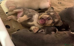 French Bulldog dogs for sale: French Bulldog Puppies - Advert 9