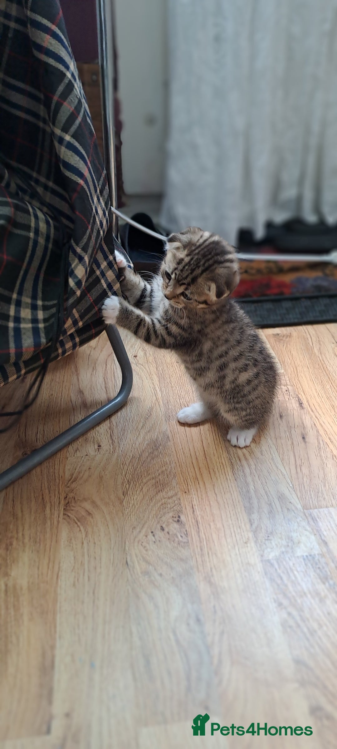 Scottish Fold cats for sale: Beautiful kittens ready for forever loving homes  - Image 22