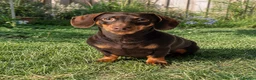 Miniature Dachshund dogs for sale: ⭐️ Sadly Rehoming Miniature Dachshund Girl ⭐️ - Advert 1