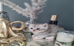 British Shorthair cats for sale: Blue eyed Silver tabby shaded BSH x Russian blue  - Image 8