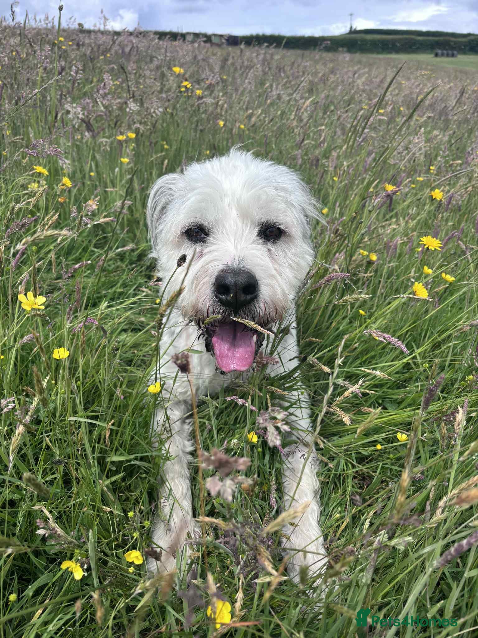 Mixed Breed dogs Brian is looking for a home -Mioritic Shepherd  - Advert 3