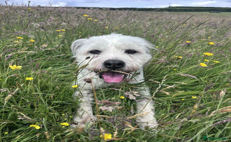 Mixed Breed dogs - Advert 20