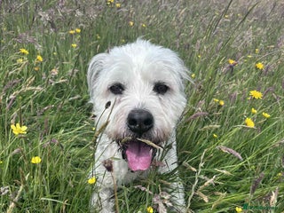 Mixed Breed dogs - Advert 6