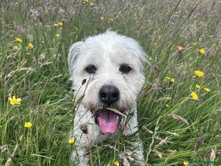 Mixed Breed dogs Brian is looking for a home -Mioritic Shepherd - Advert 5