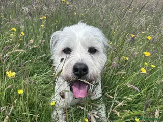 Mixed Breed dogs Brian is looking for a home -Mioritic Shepherd - Advert 6