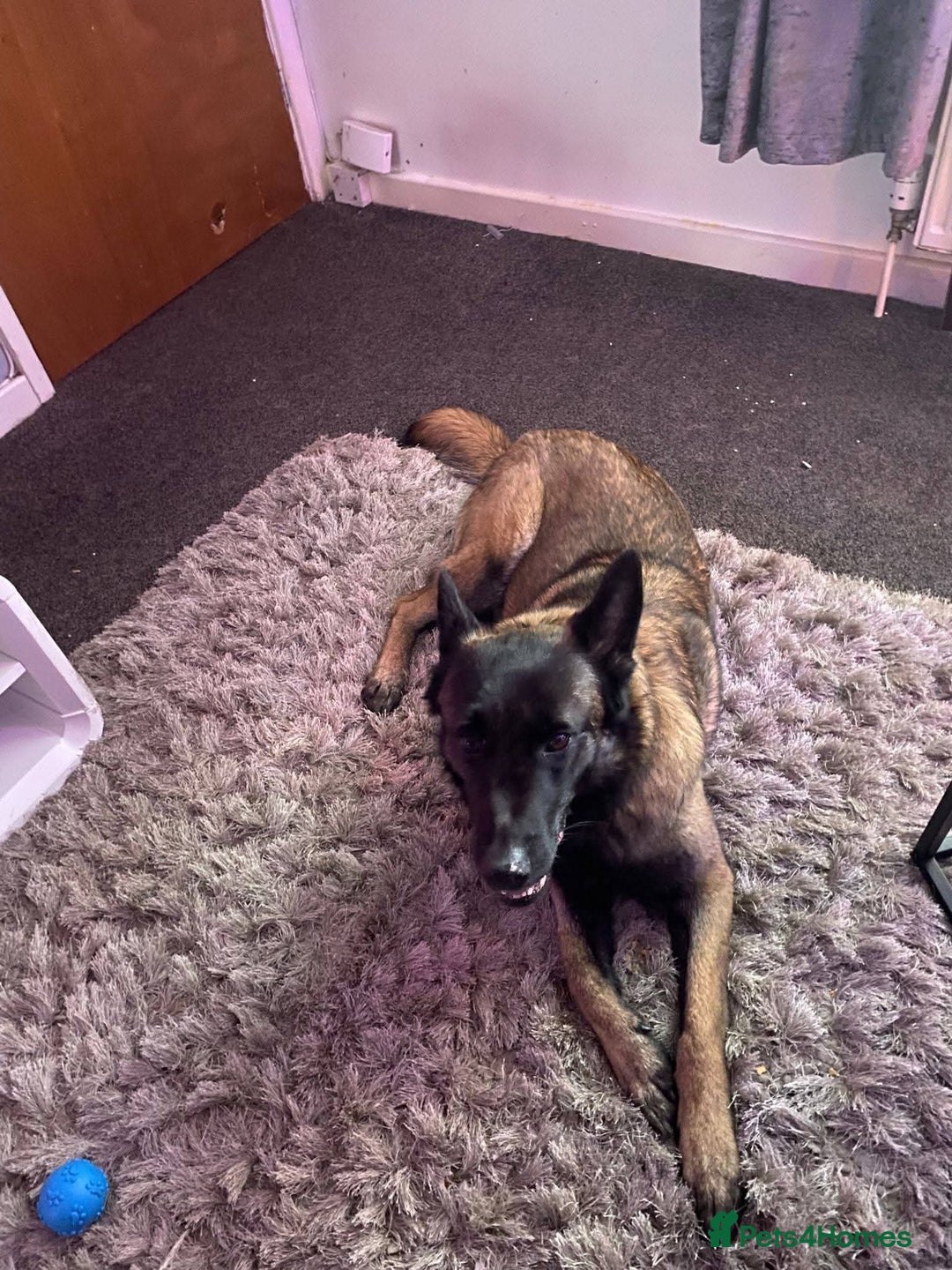 Mixed Breed dogs for adoption: Meet Otis, currently residing in West Yorkshire - Advert 3