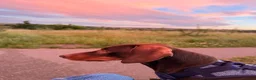 Dachshund dogs for sale: Cookie Dachshund - Advert 4
